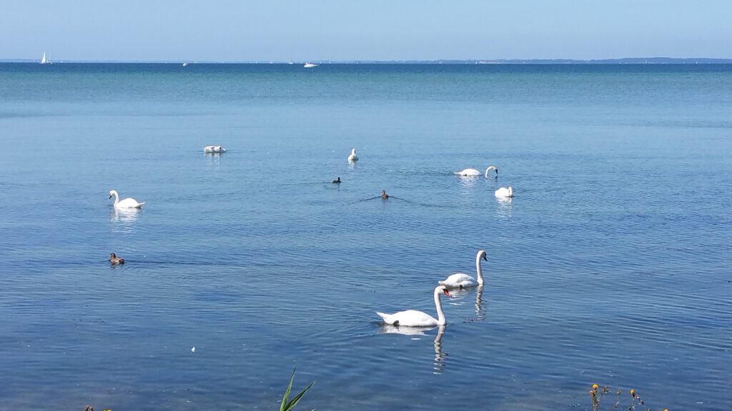 Schwäne auf dem Meer