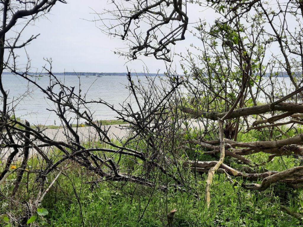 Gehölz am Strand von Bülk nahe Kiel