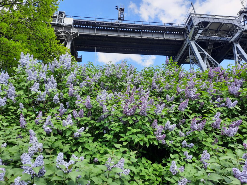 Im Mai blüht wunderschöner Flieder unter der Rendsburger Eisenbahn-Hochbrücke