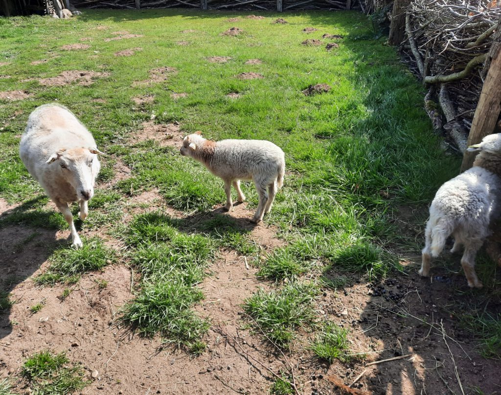 Lamm im Tierpark Arche Warder