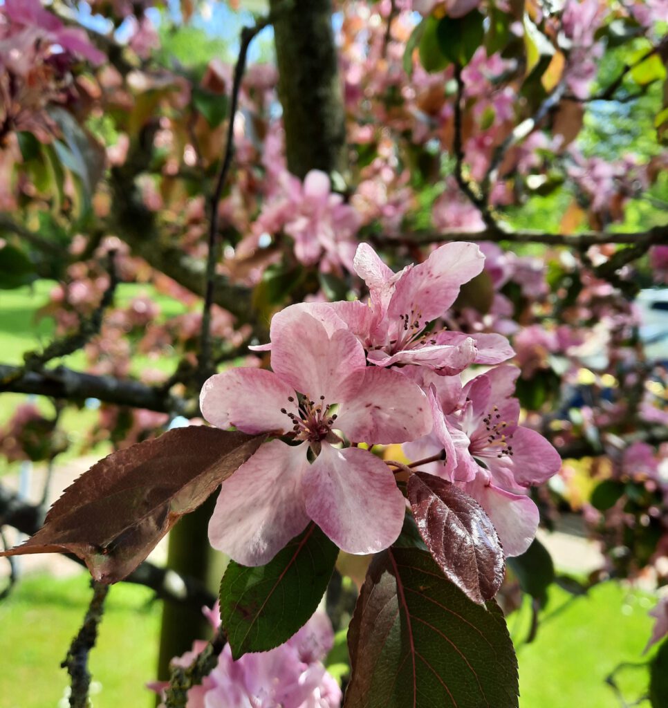 Kirschblüte in Rendsburg