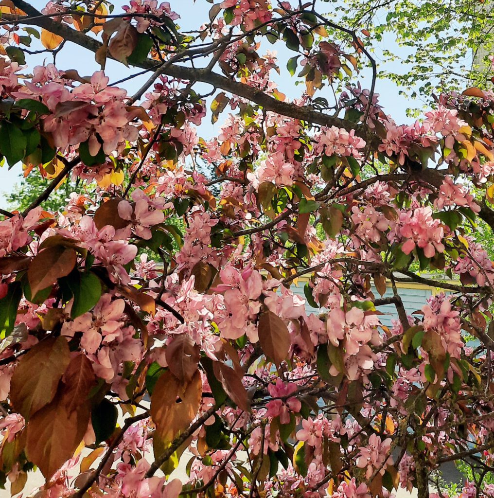 Kirschblüten in Rendsburg