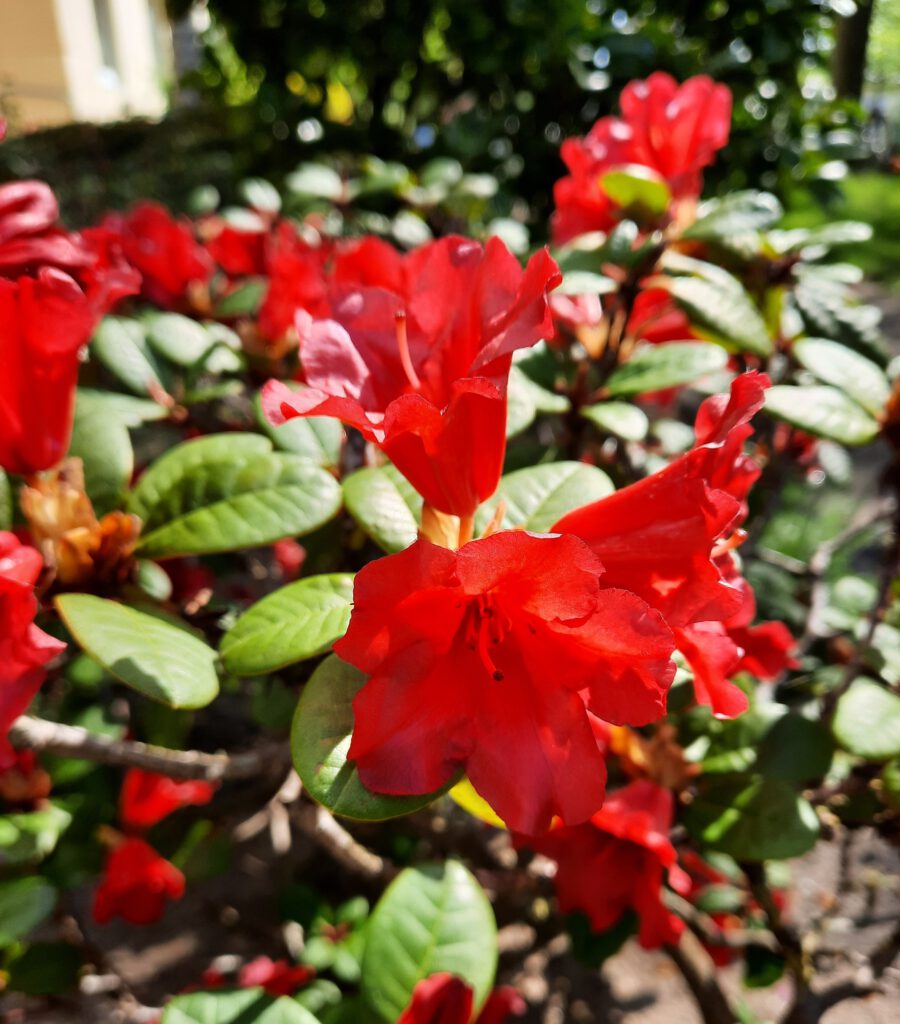 Rote Rhododendron-Blüten in Rendsburg